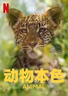 动物本色1
